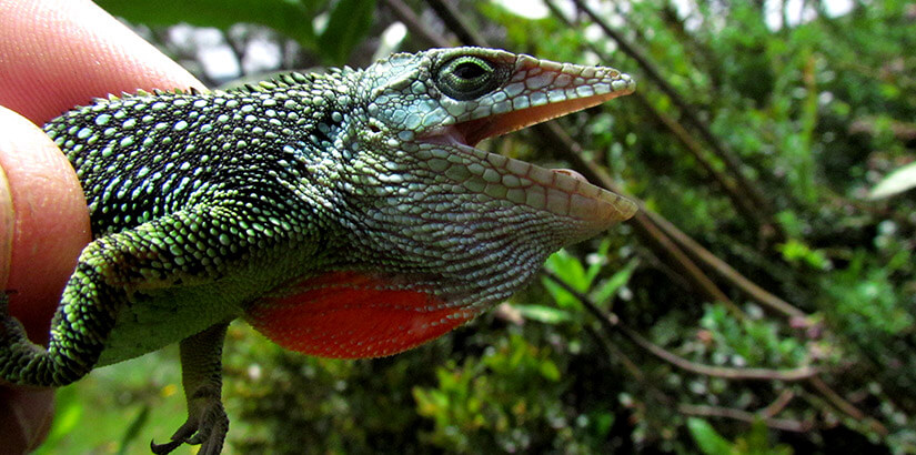 Análisis de integridad ecológica