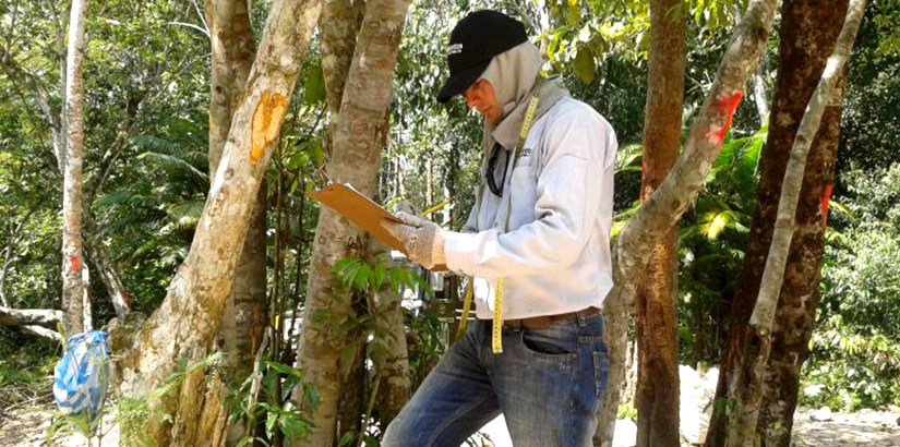 Inventario forestal y faunístico para la construcción de un puente