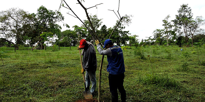 Implementación de acciones de restauración dentro de los predios La Esmeralda y La Estrella, corregimiento San Rafael de Lebrija, municipio de Rionegro, Santander