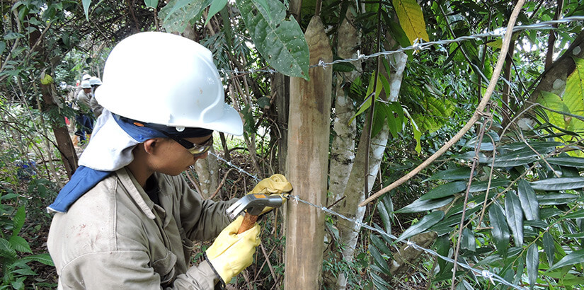 Compensación forestal (Maceo, Antioquia)