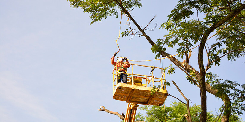 Aprovechamiento forestal urbano - Floridablanca (Santander)