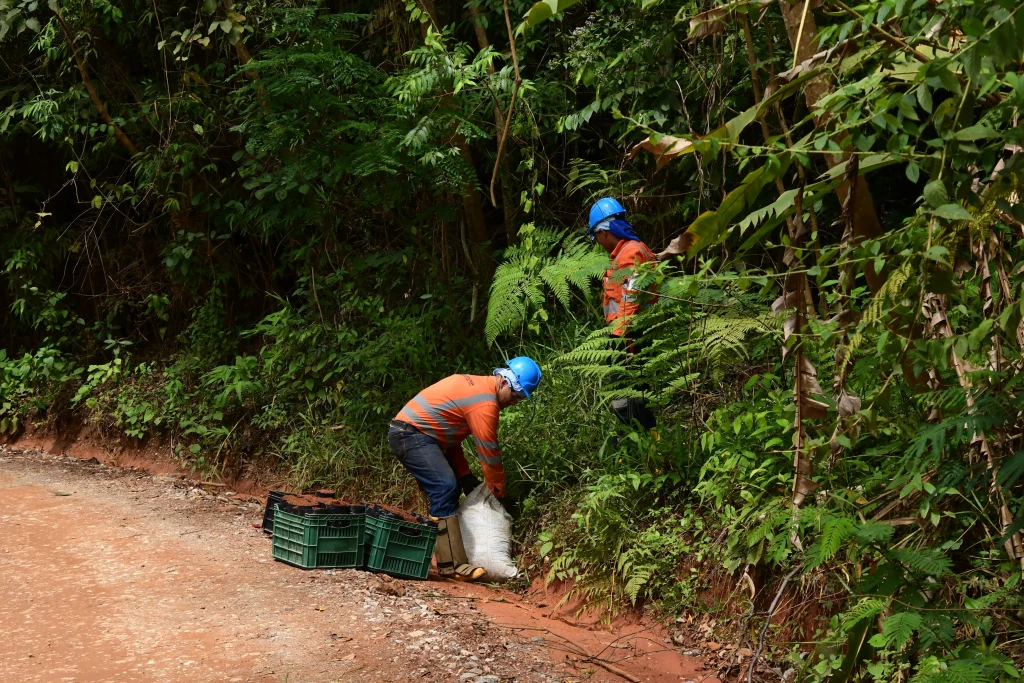 Rescate-de-latizales