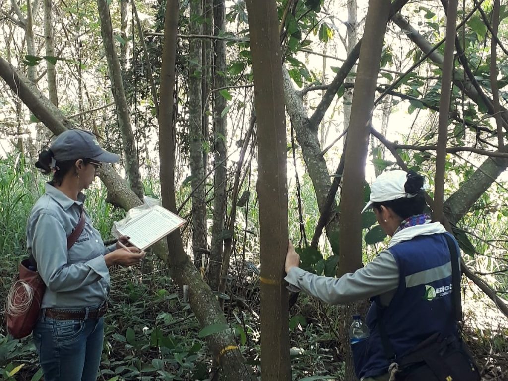 Inventario Forestal