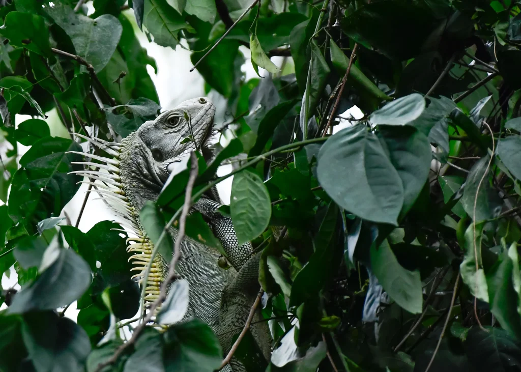 Capacitación Manejo de fauna