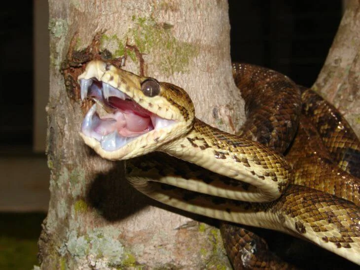 0005-exhibiciones-zoologicas-0041