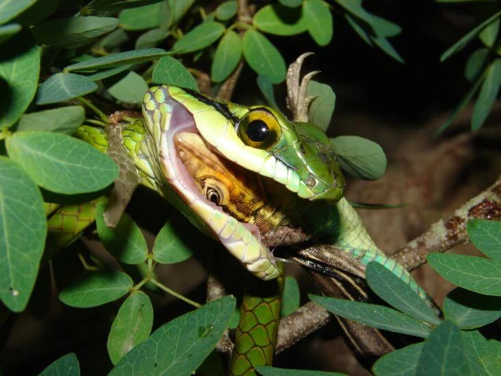 0005-exhibiciones-zoologicas-0051