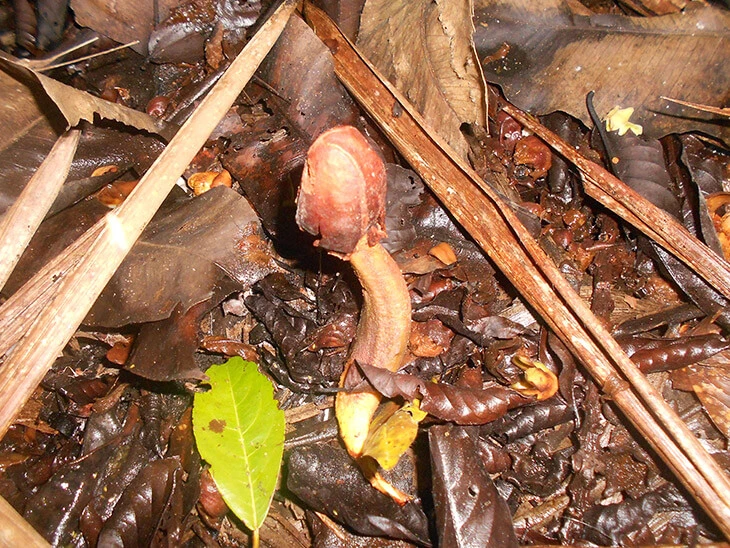 0012-programa-especies-amenazadas-12