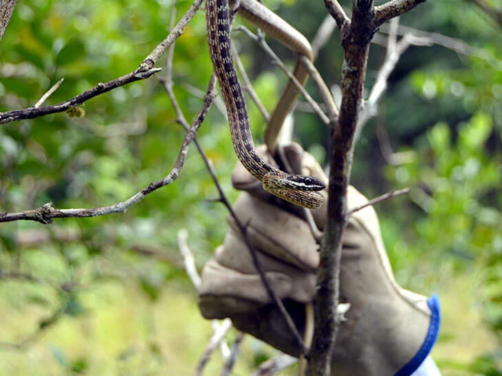 Rescate Serpiente