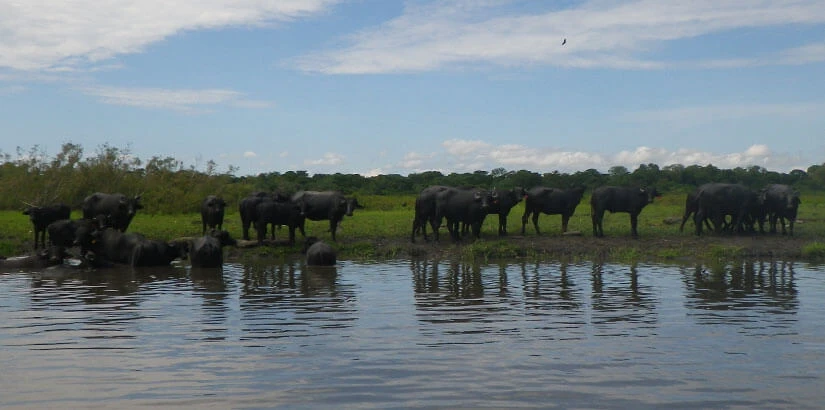 0023-delimitacion-humedal-cienaga-chucuri-puerto-parra-santander-08
