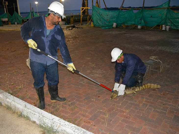 0041-manejo-fauna-terminal-fluvial-yuma-barrancabermeja-01
