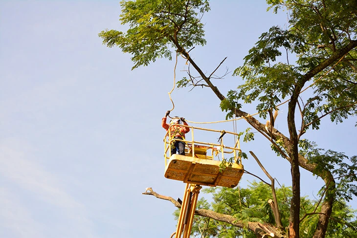 0042-aprovechamiento-forestal-urbano-floridablanca-01