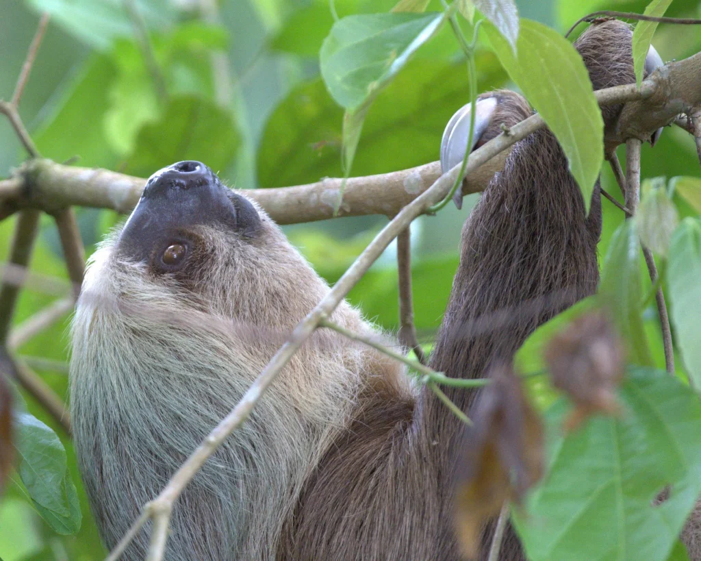 Atropellamiento Fauna