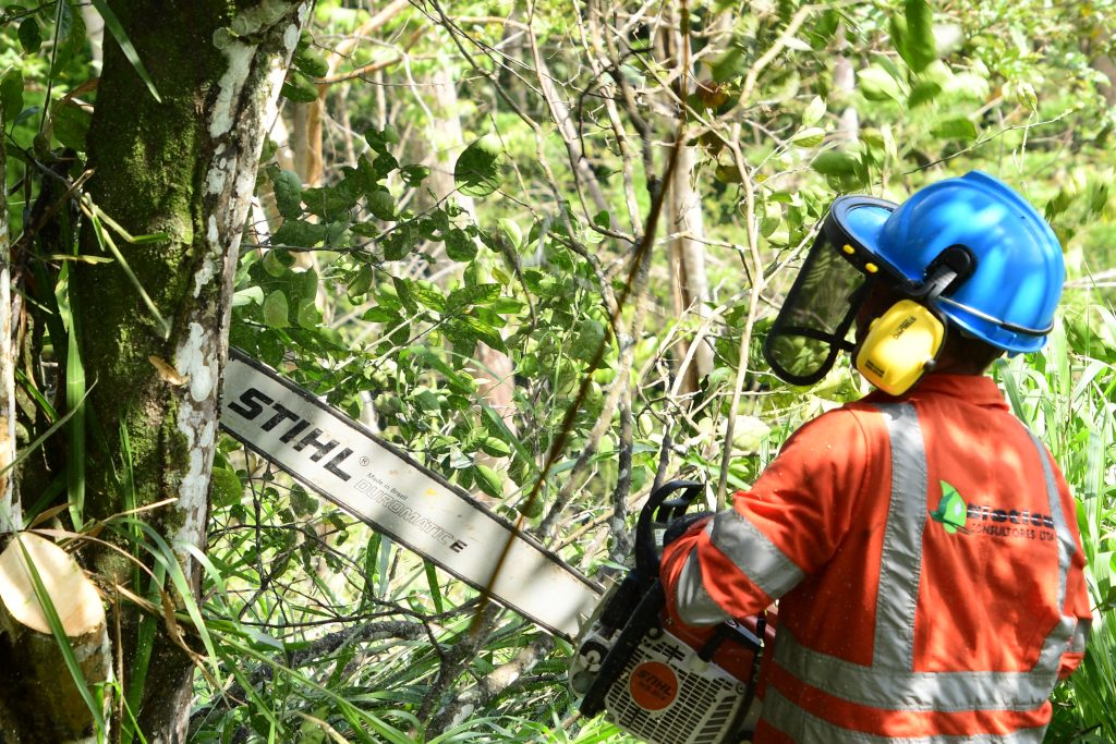 Aprovechamiento Forestal