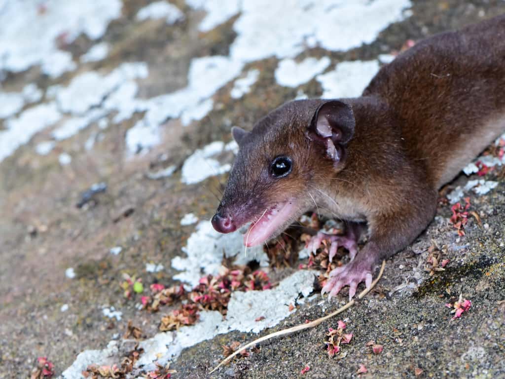 Andean Short-tailed Opossum – Monodelphis adusta