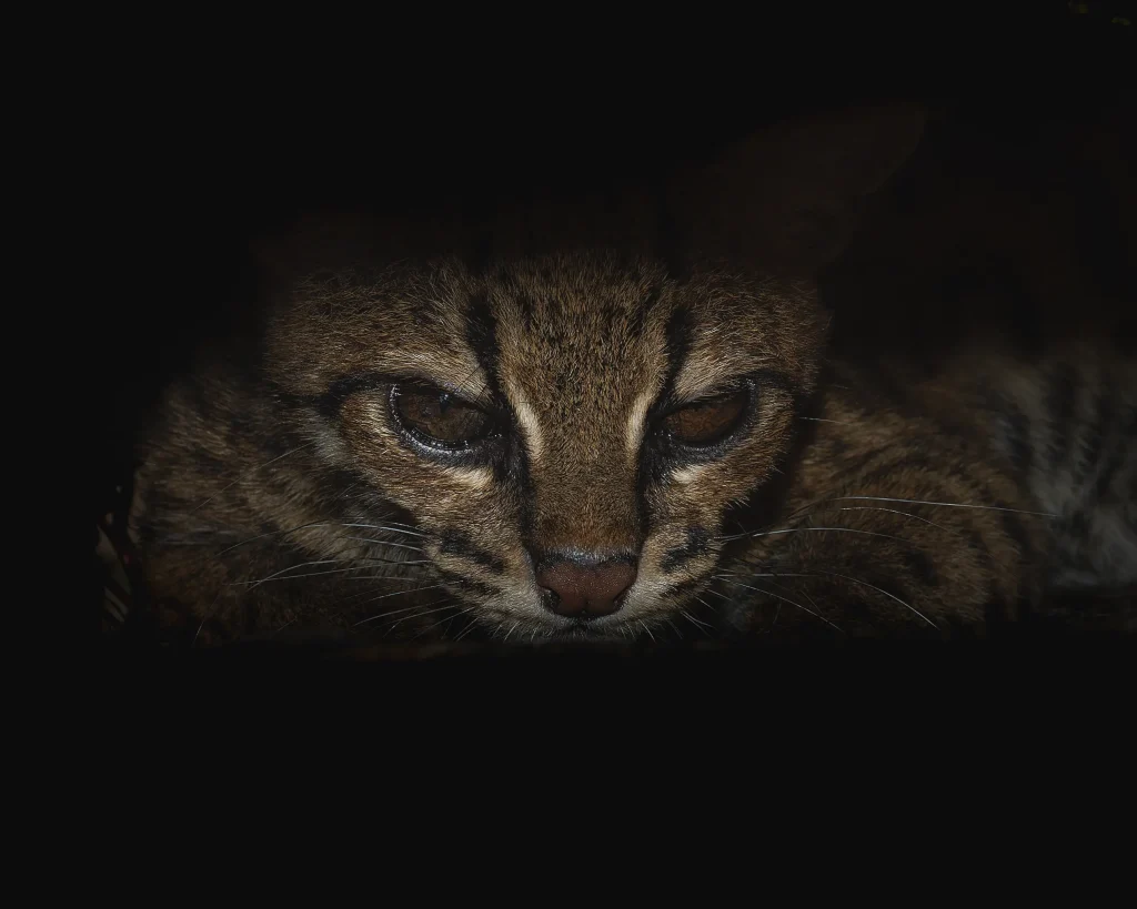 Margay – Leopardus wiedii