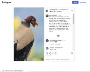 noticia-ig-sobre-ave-rey-gallinazo-aviturismo-topocoro