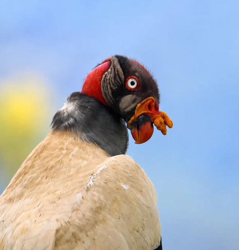 noticia-ig-avistamiento-rey-gallinazo-sarcoramphus-papa-biotica-cover
